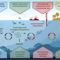 New EcoScope research helps advance use of EBFM ecosystem models for sustainable fishery management